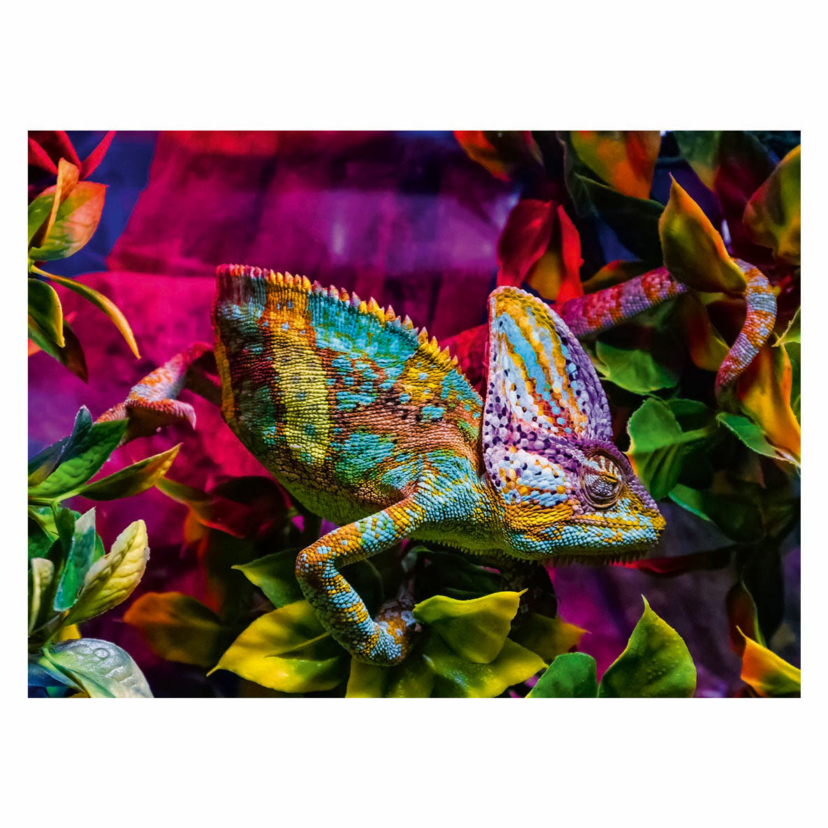 Colorful Animals, Chameleon 500pc