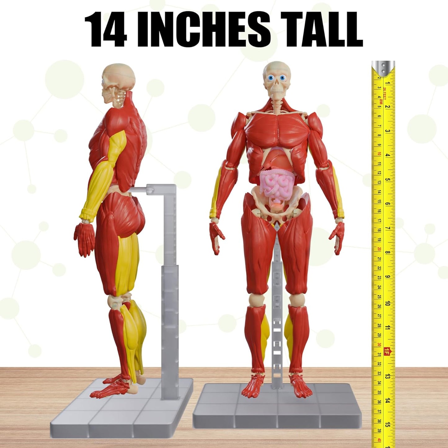 Interactive Human Body