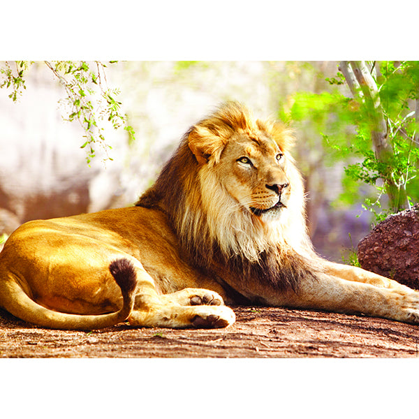 The Lion of the Savanah 1500pc