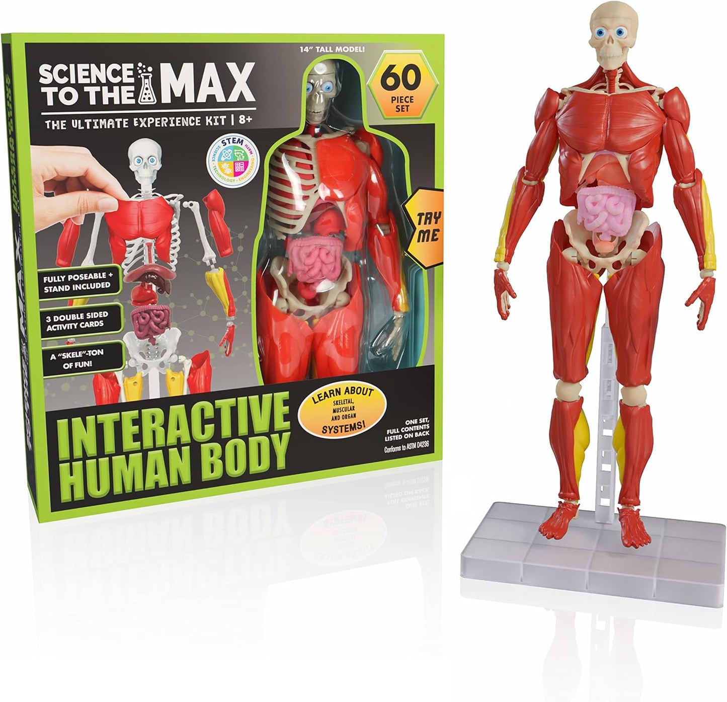 Interactive Human Body
