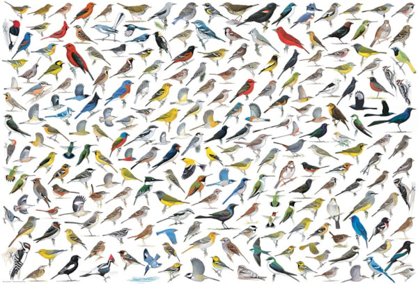 World of Bird 2000pc