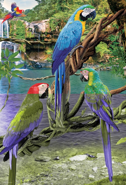 Macaws 250pc