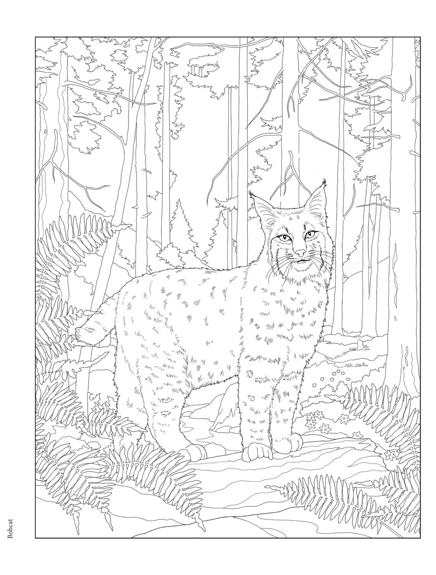 Forest & Woodland Wildlife Coloring Book