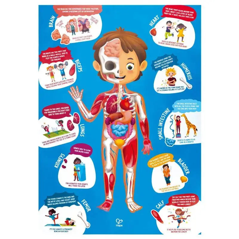 Human Body Puzzle 60pc