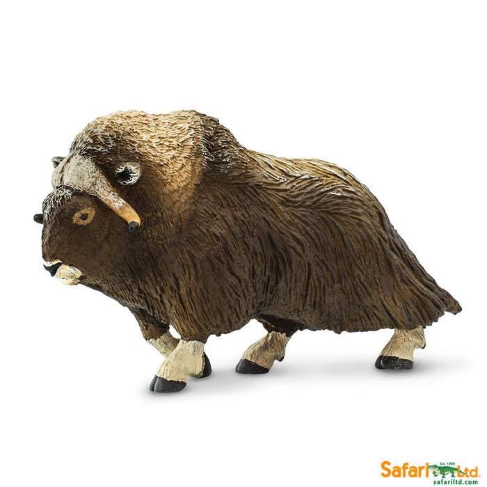 Muskox