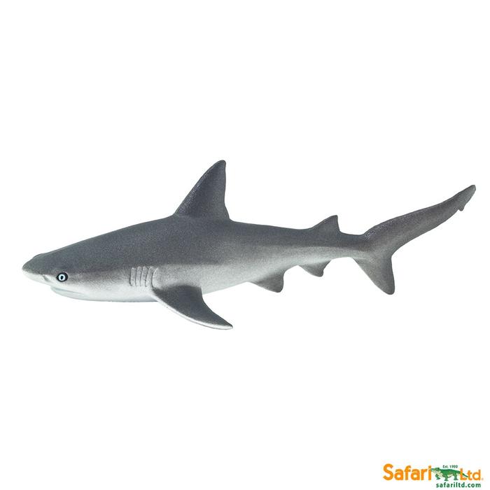 Grey Reef Shark