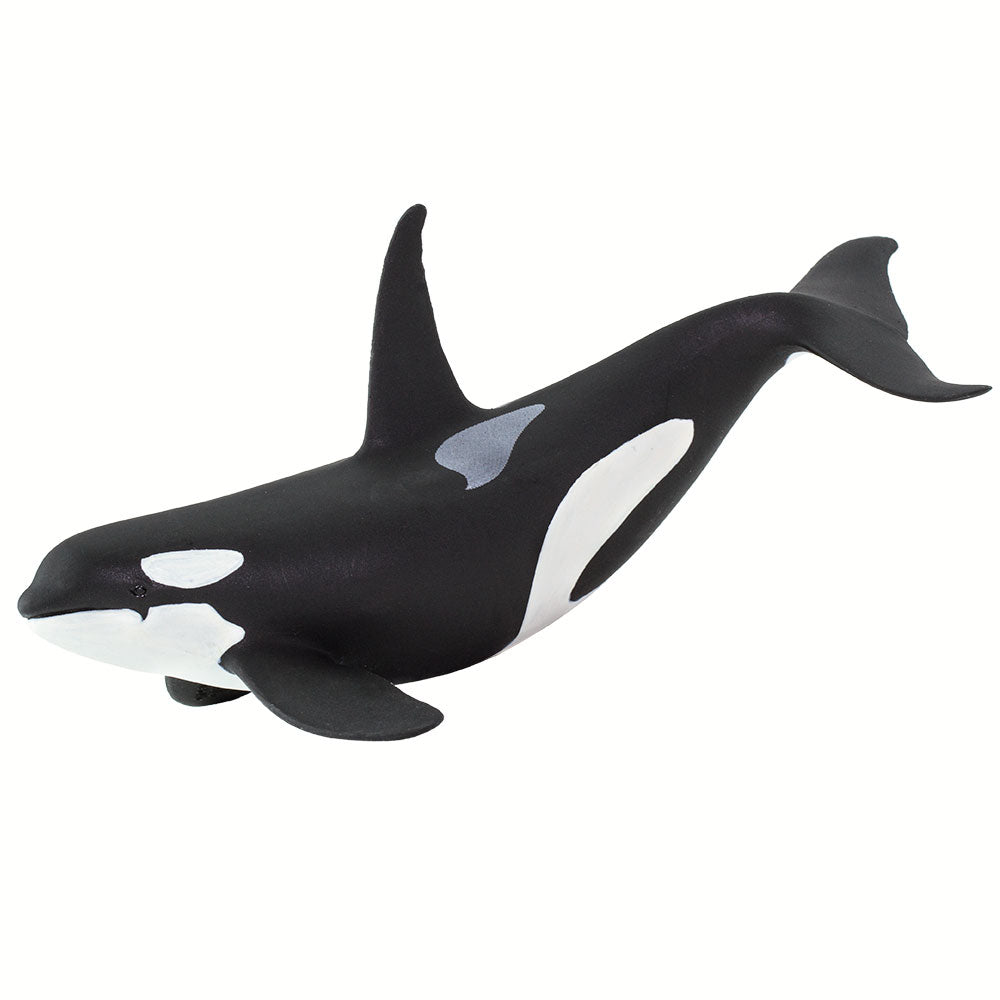 Orca
