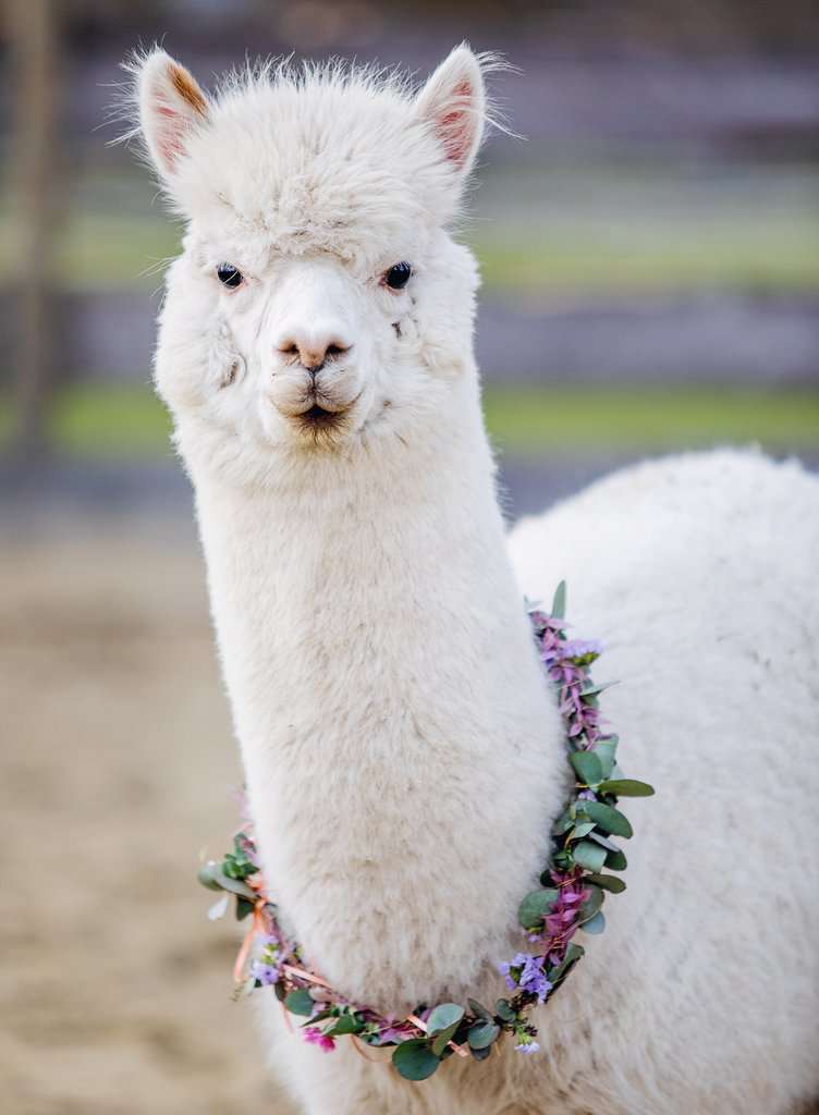 Alpaca 200pc