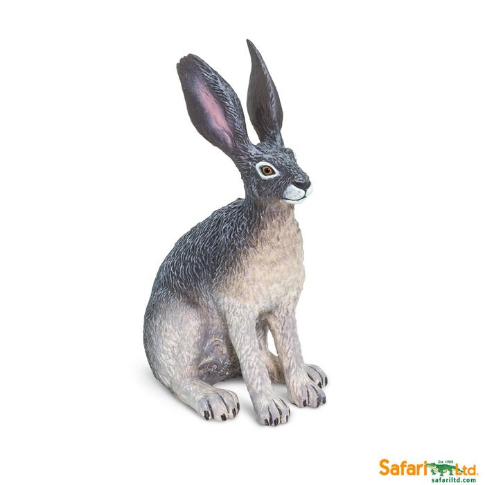 American Desert Hare