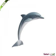 Dolphin