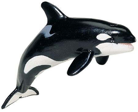 Killer Whale Adult
