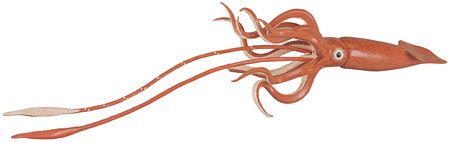 GIANT SQUID