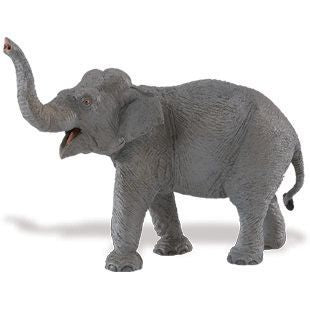 ASIAN ELEPHANT