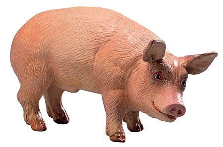Boar