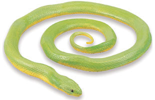ROUGH GREEN SNAKE