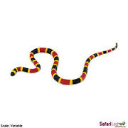 Coral Snake Baby