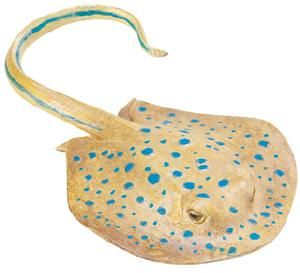 BLUE SPOTTED RAY