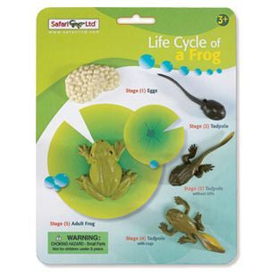 LIFE CYCLE OF A FROG