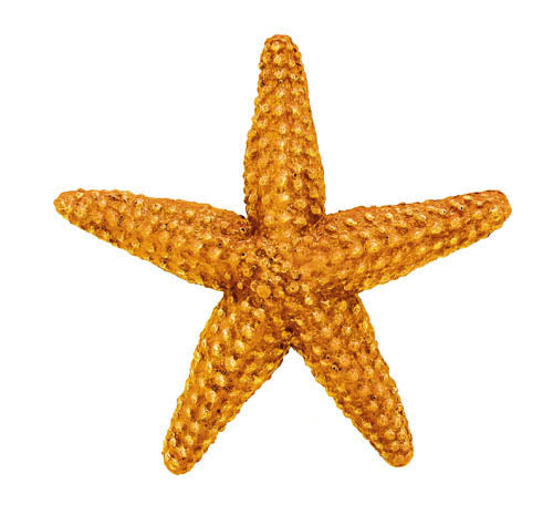 ORANGE STARFISH