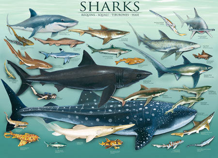 SHARKS 1000PC