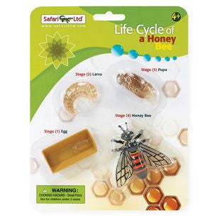 Life Cycle of a Honey Bee