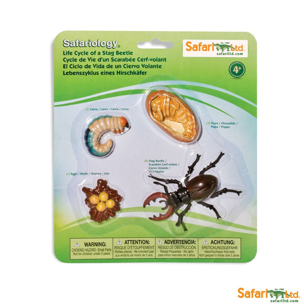 Life Cycle of a Stag beetle