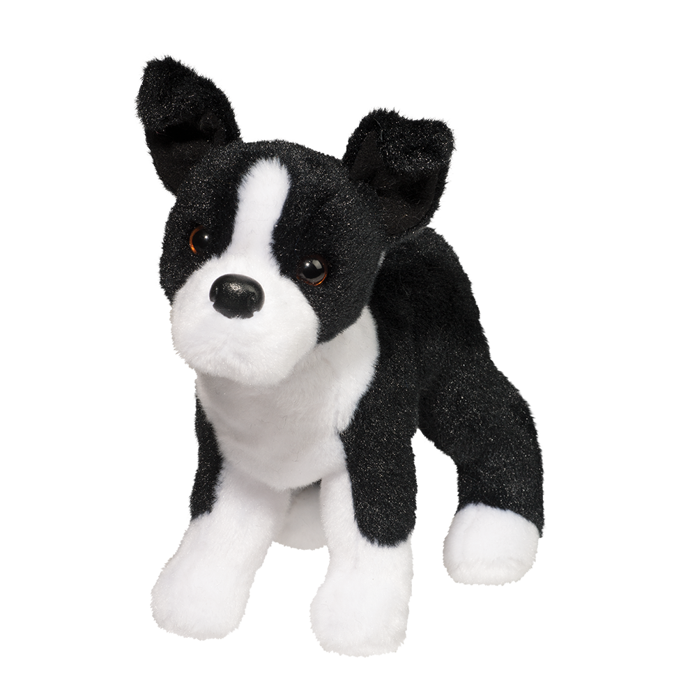 Quincy Boston Terrier