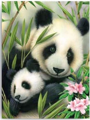 PANDA & BABY