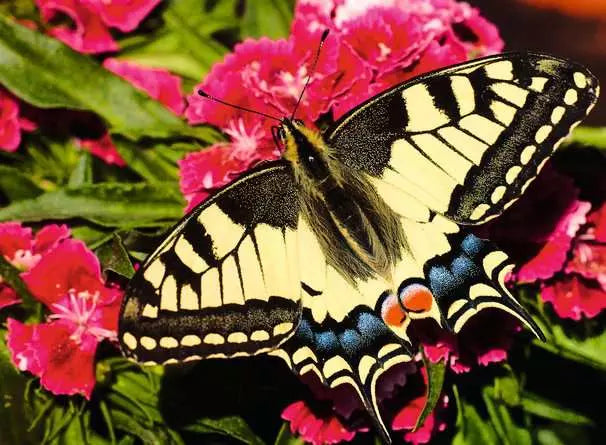 Butterfly 500pc