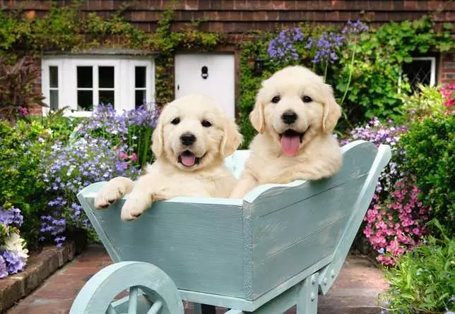 Golden Retriever 200pc (XL)