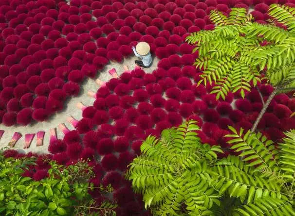 A Sea of Red 500pc