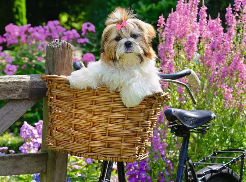 Sweet Little Dog XL 100pc