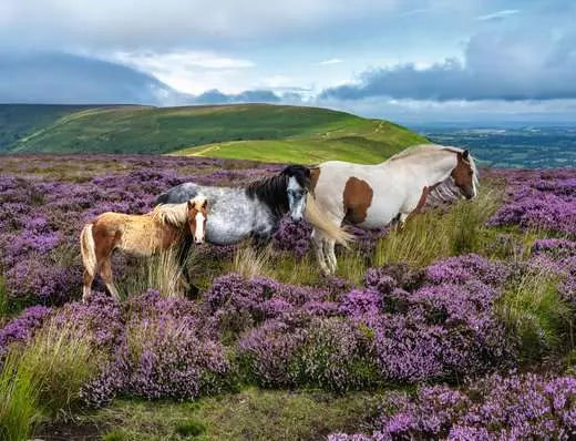 Wild Horses in the Heather 2000pc jigsaw puzzle