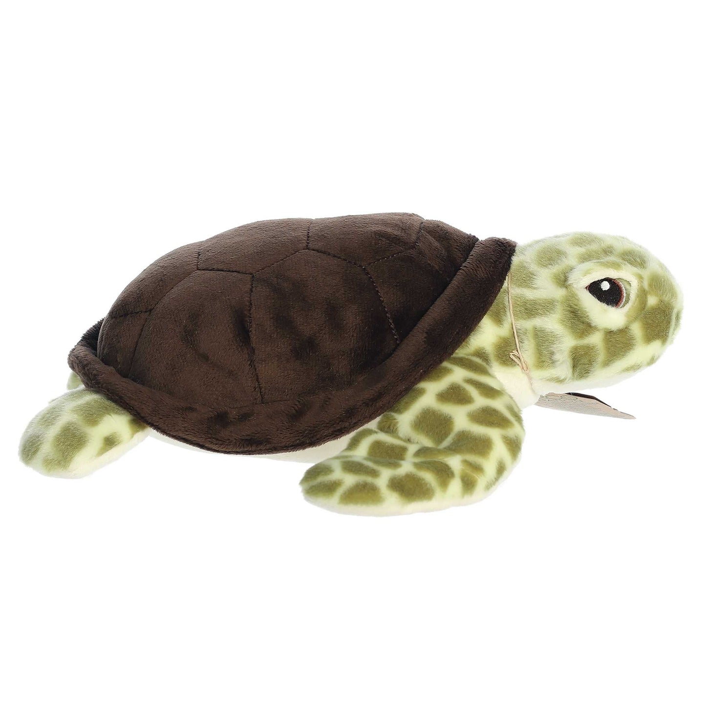 Sea Turtle