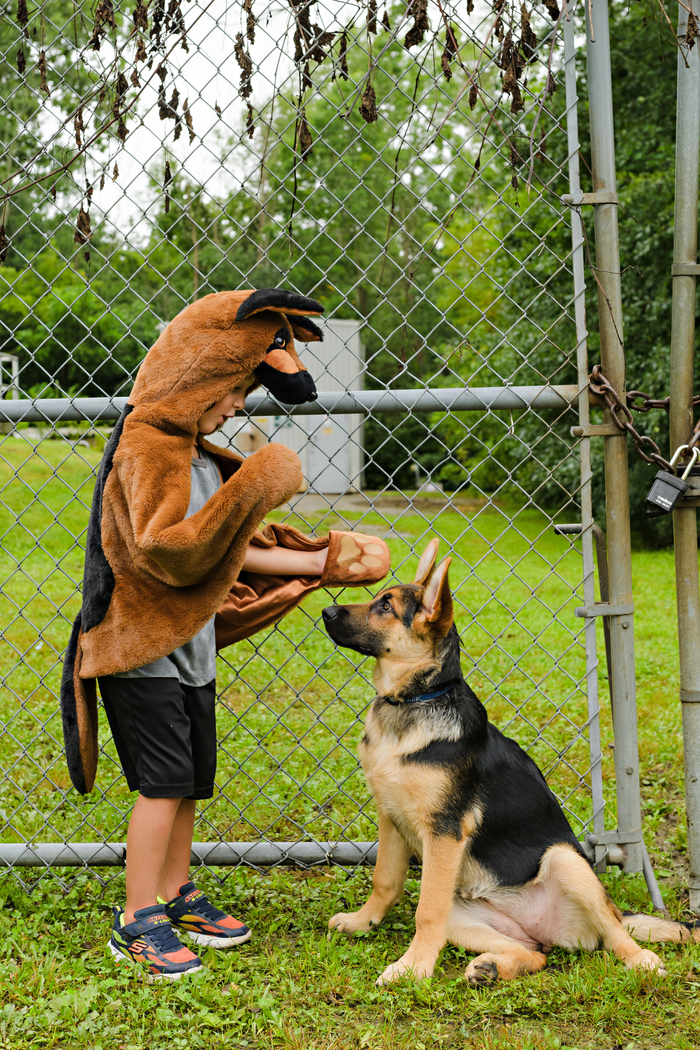 German Shepherd Dog Cuddle Cape Size 4-6