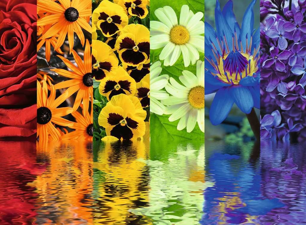 Floral Reflections 500pc puzzle