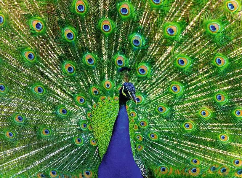 Peacock 500pc