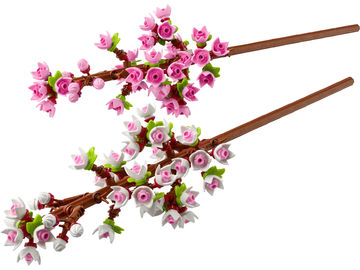 Cherry Blossoms