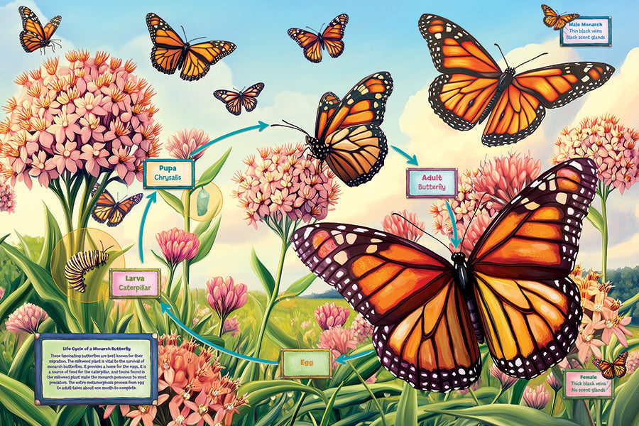 Life Cycle of a Monarch 35pc Floor puzzle