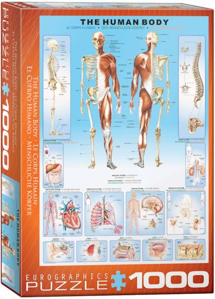 Human Body 1000pc