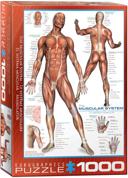 Muscular System 1000pc
