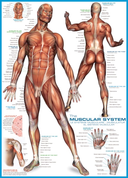 Muscular System 1000pc