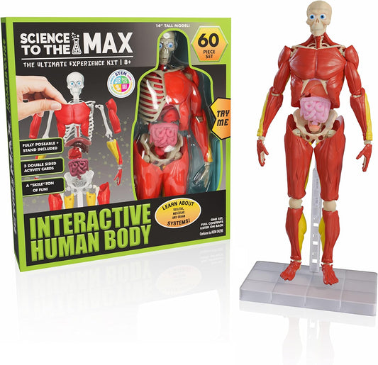 Interactive Human Body