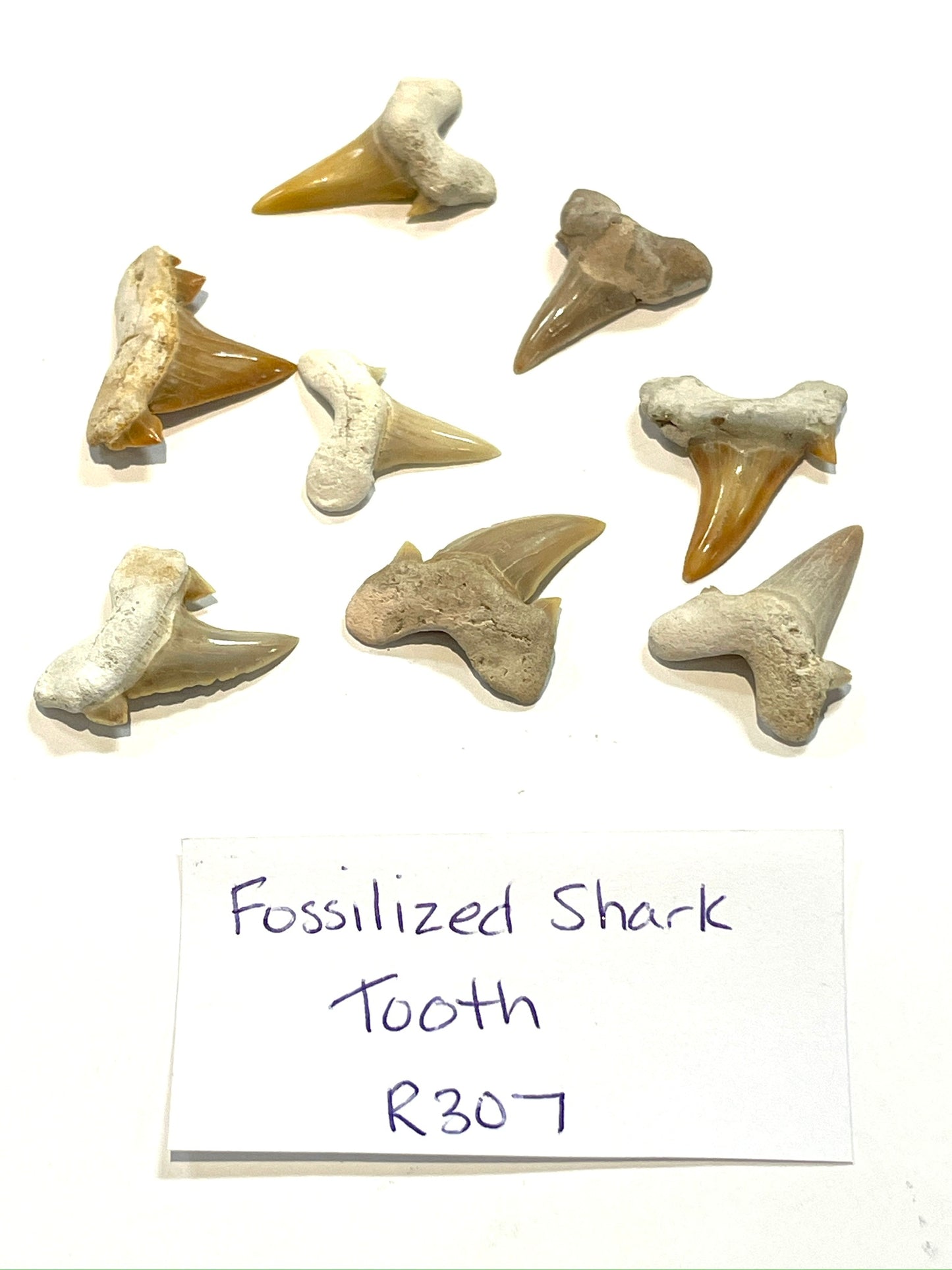 Fossilized Shark Tooth