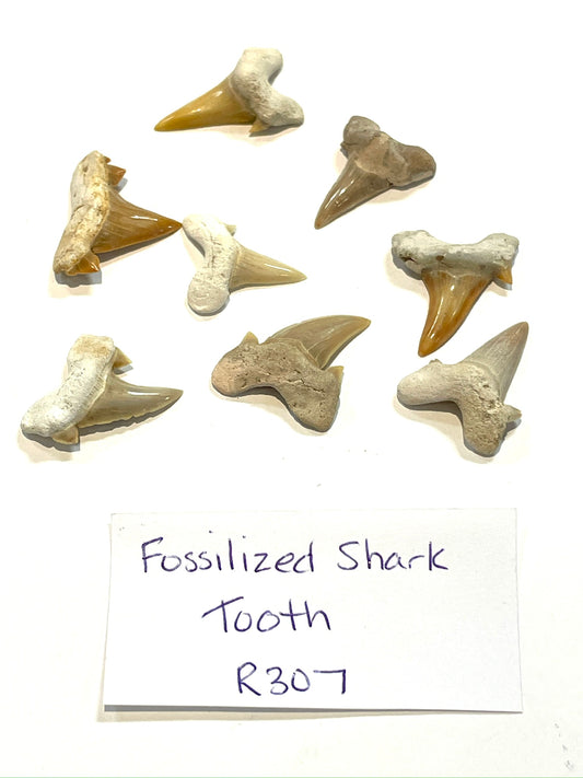 Fossilized Shark Tooth