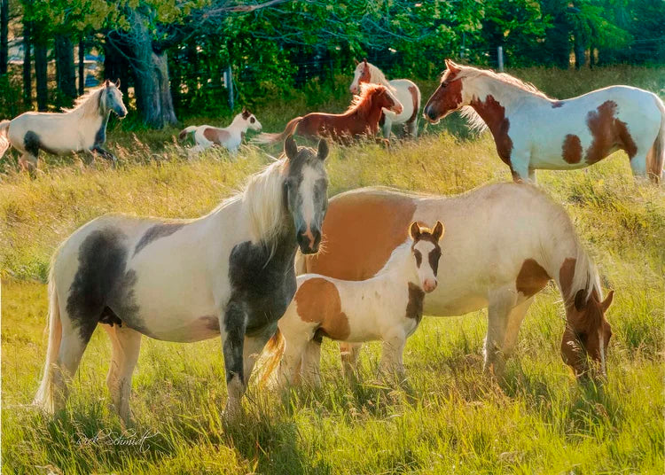 Painted Horses 1000pc