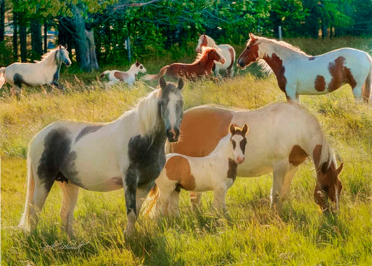 Painted Horses 1000pc
