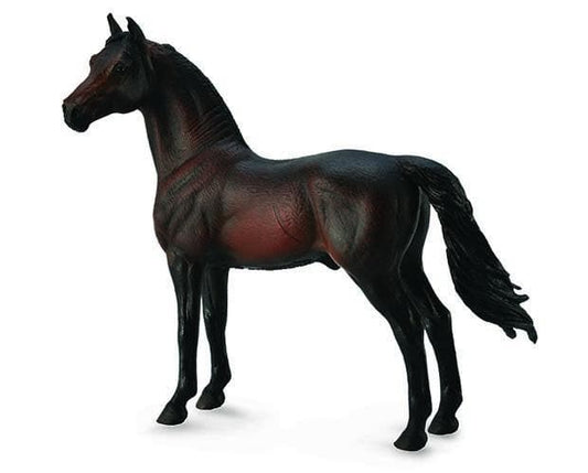Morgan Stallion - Bay