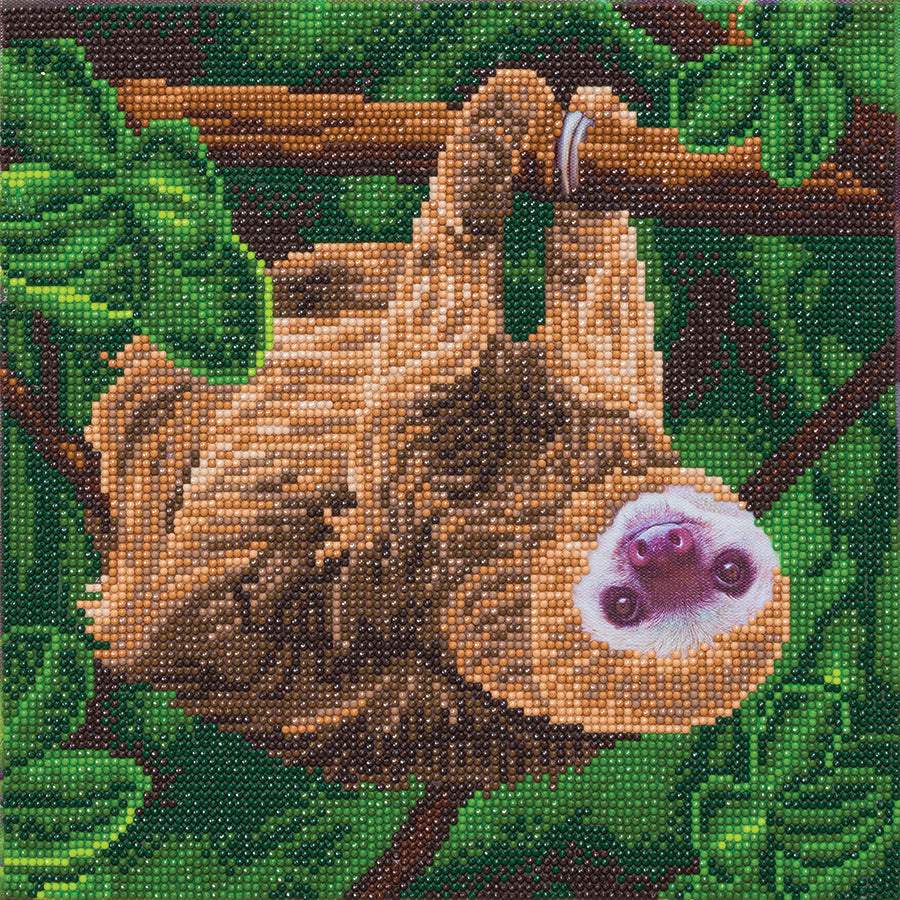 Crystal Art Framed Canvas Art - Two Toed Sloth 30 x 30cm