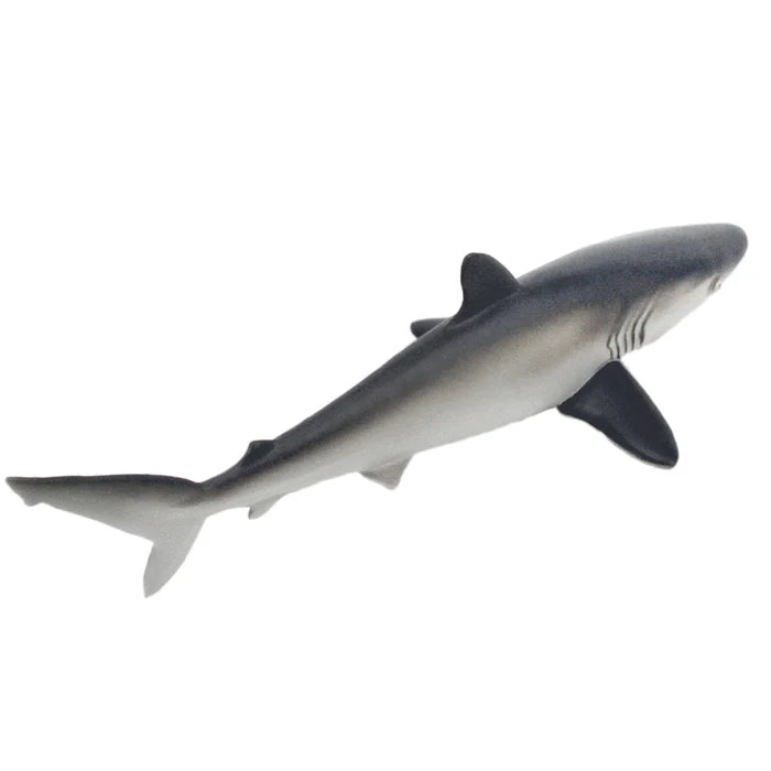 Silky Shark
